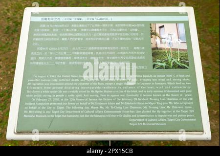 Eine einzelne Lilie, das Symbol des Friedens im 228 Peace Memorial Park, Taipei, Taiwan Stockfoto