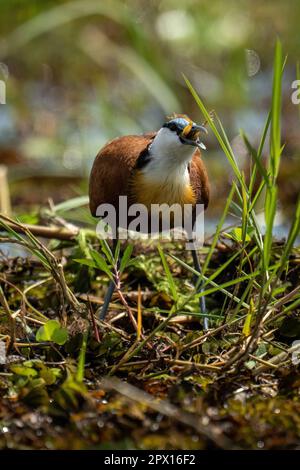 Afrikanischer Jacana schluckt Frosch in verwickeltem Gras Stockfoto