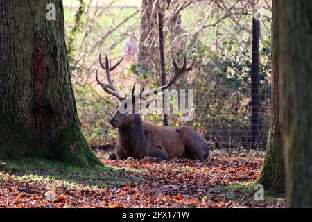 Damhirsch (Dama dama) oder Damwild im Tierpark, Nordrhein-Westfalen, Deutschland, Mechernich Stockfoto