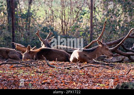 Damhirsch (Dama dama) oder Damwild im Tierpark, Nordrhein-Westfalen, Deutschland, Mechernich Stockfoto