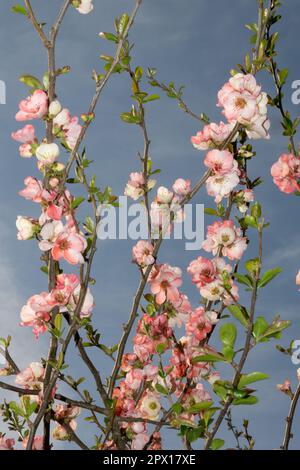 Rosa, Blumenquitten, Chaenomele „Moerloosei“ Stockfoto