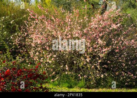 Blühende Quitten, Chaenomeles moerloosei, Frühling, Garten, Strauch, Japanische Quitten Stockfoto