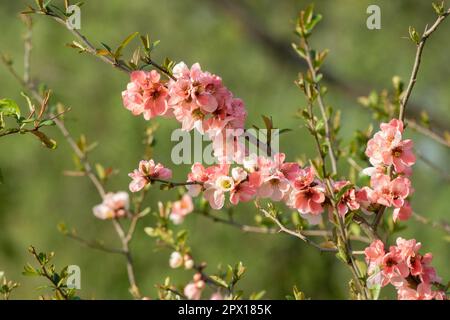 Chaenomeles moerloosei, Pink, Blumenquitten, Frühling, Blüte, Verzweigungen Stockfoto