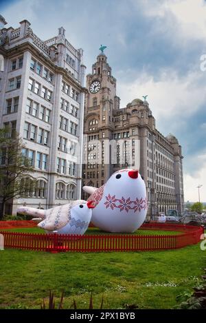 Liverpool, Merseyside, Großbritannien. 29. April 2023. Zwei der zwölf beleuchteten Soloveiko Singvögel, die verschiedene Regionen der Ukraine mit dem berühmten Lebergebäude dahinter repräsentieren. Jeder Vogel hat sein eigenes Aussehen und Geräusch.Liverpool ist Gastgeber des Eurovision Song Contest, was die Ukraine aufgrund des anhaltenden Krieges nicht konnte. (Credit Image: © Dave Rushen/SOPA Images via ZUMA Press Wire) NUR ZUR REDAKTIONELLEN VERWENDUNG! Nicht für den kommerziellen GEBRAUCH! Stockfoto