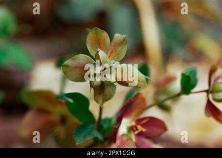 Helleborus purpurascens. Wunderschöne Frühlingsblumen der Familie Buttercup ranunculus, die in einem Bett in einem botanischen Garten wächst. Blumenzucht, Pflanzen wachsen Stockfoto