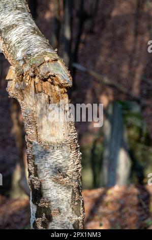 Gebrochener Birkenstamm Stockfoto
