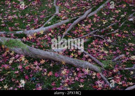 Wurzeln und gefallene Blätter des roten Kaisers Ahorn Acer palmatum. Kyoto. Japan. Stockfoto