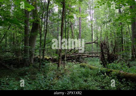 Alder Baum-Laub steht im Sommer mit totem Aschebaum im Vordergrund, Bialowieza-Wald, Polen, Europa Stockfoto