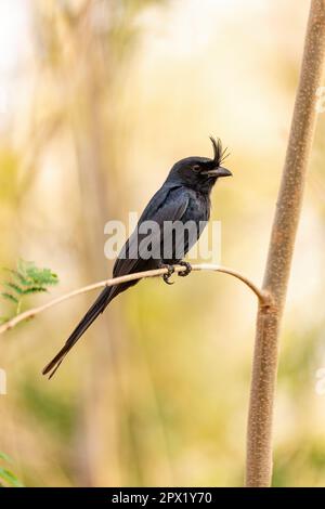 Drongo (Dicrurus Forficatus), endemischer Passerinvogel in der Familie Dicruridae sitzt auf einem Zweig im Kirindy Forest. Madagaskar Wildtiere Stockfoto