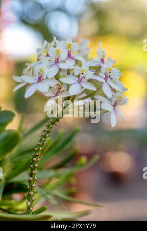 Epidendrum, Orchidee, Pflanzen der Familie Orchidaceae. Blühende Pflanzen mit häufig bunten und duftenden Blüten. Andringitra Natio Stockfoto