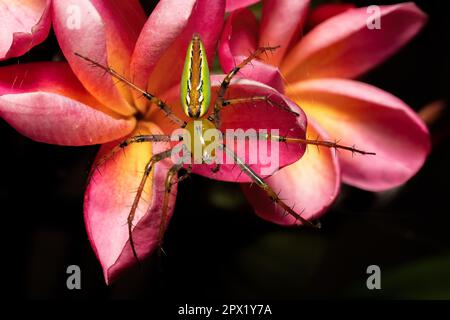 Malagasy Green Lynx Spider, (Peucetia Madagascariensi) Gattung der Luchsspinnen. Isalo Nationalpark, Madagaskar Tierwelt Stockfoto