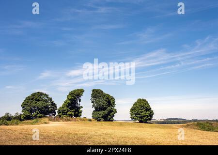 Vier Bäume im Sommer auf dem alten sarum Hill, Salisbury, Wiltshire, Südwestengland Stockfoto