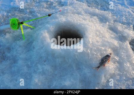 Tiefgefrorener kleiner Barsch auf Schnee und Eis. Fang beim Winterfischen. Flussbarsch Perca fluviatilis, mit Rochen flossen Fische der Gattung Stockfoto