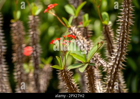 Wilde rote Waldblume, Dornenkrone (Euphorbia milii des Moul), Regenwald im Reservat Peyrieras Madagaskar exotisch. Madagaskar-Wildpflanze Stockfoto