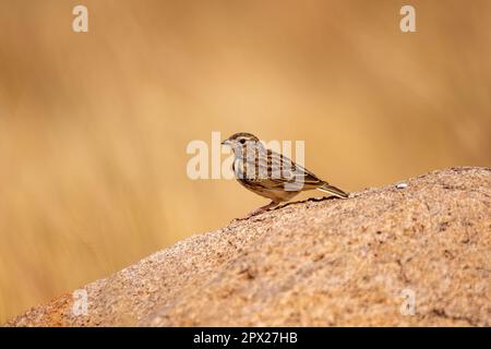 Madagaskar-Lerche (Eremopterix hova) ist eine Lerchenart in der Familie Alaudidae, die in Madagaskar, Andringitra-Nationalpark und in Madagaskar einheimisch ist Stockfoto