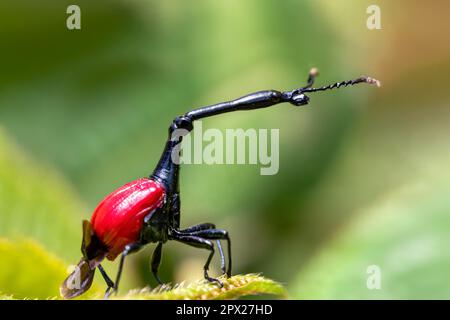 Männlich mit bizarren Insekten, seltsames Insekt Giraffe Weevil (Trachelophorus Giraffa), Ranomafana-Nationalpark, Madagaskar Wildtier Stockfoto