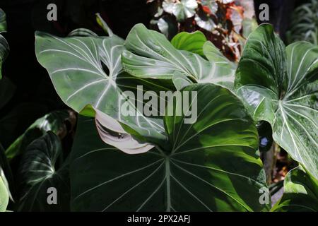 Nahaufnahme großer, herzförmiger Philodendron gloriosum Blätter mit Wassertropfen an einem sonnigen Tag Stockfoto