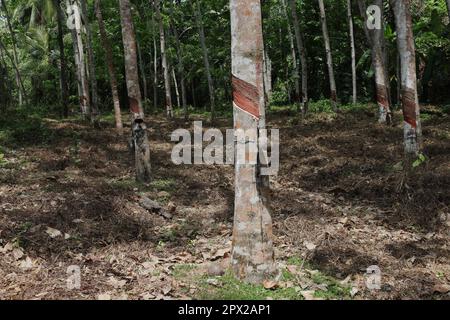 Gummibäume wachsen in Reihen auf einer jungen Gummiplantage in Sri Lanka mit dem Unkraut entferntem Hintergrund Stockfoto