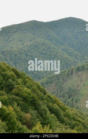 Fragment der bergigen Gelände in den Karpaten, in der Ukraine. Der Wald wird von den Reliefs der Karpaten vergeben Stockfoto