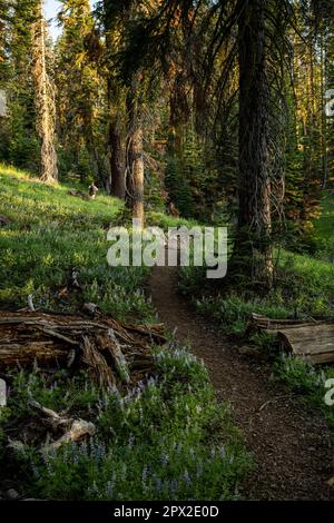 Der Lassen Volcanic National Park verschlingt Tree Falls Apart entlang des von Lupinen gesäumten Trails Stockfoto