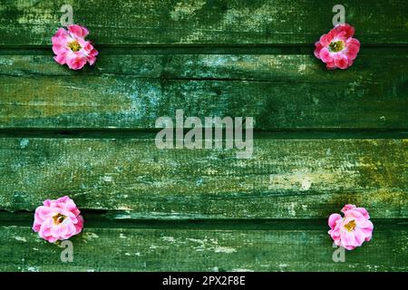 Knospen aus rosa Frottrosen auf Holzhintergrund. Vier schöne Rosen liegen auf dem Tisch in den Ecken. Speicherplatz kopieren. Geben Sie Platz für Text frei. Stockfoto