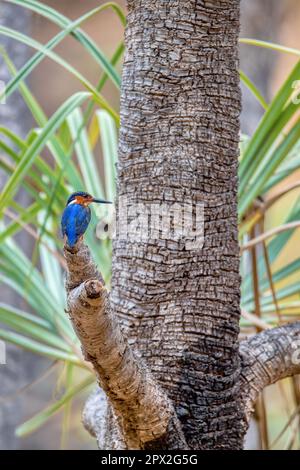 Malagasy kingfisher oder Madagaskar kingfisher (Corythornis vintsioides) ist eine endemische Vogelart in der Familie Alcedinidae, Isalo-Nationalpark, Ma Stockfoto