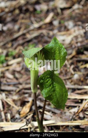 In der Kanzel der Camp Ground Road Woods mit Regentropfen in der hellen Sonne in des Plaines, Illinois Stockfoto