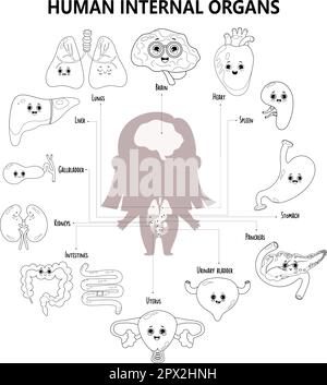 Weibliche Organe. Kinder Anatomie menschlicher Körper. Mädchen-Silhouette mit sichtbaren inneren Organen Figuren mit Gesichtern, Namen und Ort. Medizinische Infografik Colo Stock Vektor