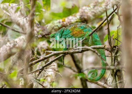 Parson-Chamäleon (Calumma parsoni cristifer), grosse endemische Chamäleonarten der Familie Chamaeleonidae, weibliches Klettern auf Bäume, Andasibe-man Stockfoto