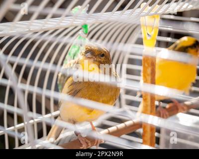 Kanarienvogel im Käfig songbird Hausmann, grün und gelb gefangen, die in die Kamera schauen Stockfoto