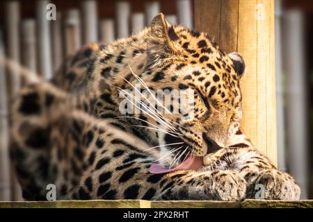 Ein Leopard in Gefangenschaft leckt sich die Pfoten im Gefangenenzoo im Sonnenlicht Stockfoto