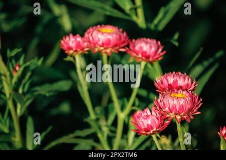 Pink Everlasting ist eine blühende Blume, die leicht zu wachsen ist. Stockfoto