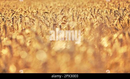 Shallow depth of field - wheat field lit by golden afternoon sun, nice blurred bokeh in foreground / space for text in lower part. Abstract harvest ba Stockfoto