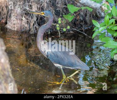 Dreifarbige Reiher watend in einem Sumpf auf der Suche nach Beute. Stockfoto