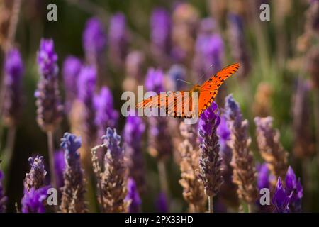 Passionsschmetterling (Dione vanillae), der sich von Nektar aus einer Lavendelblüte ernährt. Orangefarbener Schmetterling. Stockfoto