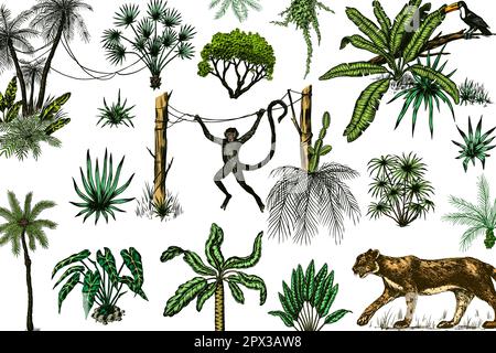 Wilde Tiger und exotische Pflanzen. Tukan-Vogel und -Affe. Banane und Agave und Sukkfulent. Tropische Bäume. Östliche Landschaft. Exotische Natur. Linearer Dschungel Stock Vektor