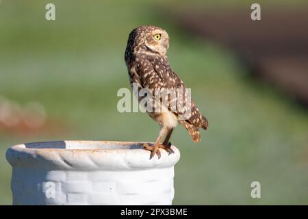 Brennende Eule (Athen cunicularia oder Speotyto cunicularia) im Selektivfokus. Bekannt als „Coruja Buraqueira“, typisch für das brasilianische Cerrado-Biom. Stockfoto