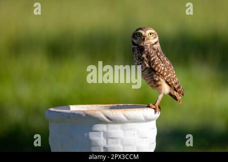 Brennende Eule (Athen cunicularia oder Speotyto cunicularia) im Selektivfokus. Bekannt als „Coruja Buraqueira“, typisch für das brasilianische Cerrado-Biom. Stockfoto