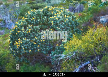 Gelbe Fynbos und andere Pflanzenarten wachsen auf dem Tafelberg, Kapstadt in Südafrika. Grüne Büsche und Sträucher entlang eines Wanderweges in einem Stockfoto