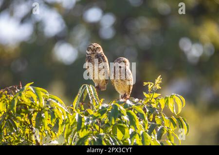 Brennende Eule (Athen cunicularia oder Speotyto cunicularia) im Selektivfokus. Bekannt als „Coruja Buraqueira“, typisch für das brasilianische Cerrado-Biom. Stockfoto