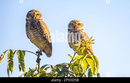 Brennende Eule (Athen cunicularia oder Speotyto cunicularia) im Selektivfokus. Bekannt als „Coruja Buraqueira“, typisch für das brasilianische Cerrado-Biom. Stockfoto