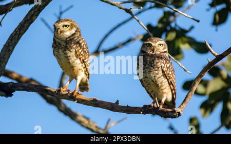 Brennende Eule (Athen cunicularia oder Speotyto cunicularia) im Selektivfokus. Bekannt als „Coruja Buraqueira“, typisch für das brasilianische Cerrado-Biom. Stockfoto