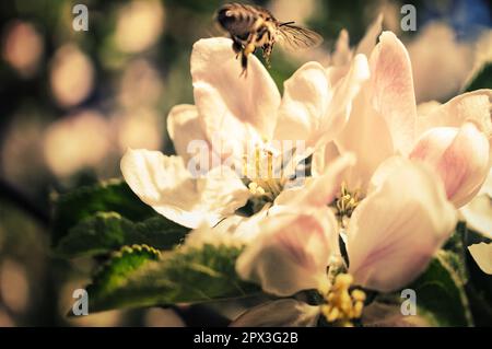 Bienen sammeln Nektar auf einem Löwenzahnblumen-Makro. Das Insekt nähert sich der Blume. Insektenfoto aus dem Garten Stockfoto