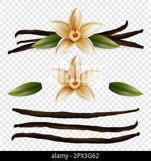 Vector 3D realistische süße, duftende, frische Vanilleblume mit getrockneten Samenschoten und Blättern, isoliert. Designvorlagen für Unterscheidungsmerkmale Stock Vektor