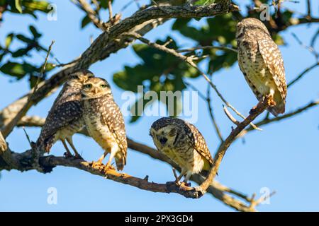 Brennende Eule (Athen cunicularia oder Speotyto cunicularia) im Selektivfokus. Bekannt als „Coruja Buraqueira“, typisch für das brasilianische Cerrado-Biom. Stockfoto