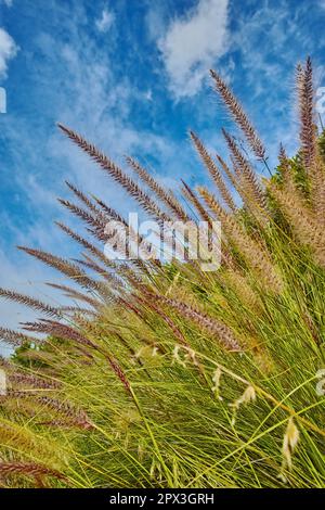 Purpurpurfarbenes Brunnengras oder Cenchrus setaceus, der auf einem Feld im Freien vor einem wolkigen blauen Himmel wächst. Nahaufnahme von Büffelgras aus der poaceae spec Stockfoto