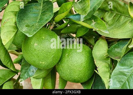 Nahaufnahme von Limetten, die im Sommer auf Bäumen in einer Baumschule oder auf einem Bauernhof wachsen. Zitrusfrüchte helfen dem Immunsystem, gesund zu bleiben und vor Infektionen zu schützen. Stockfoto