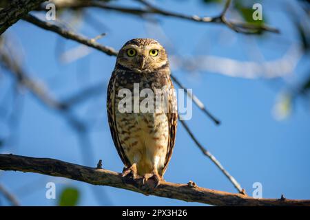 Brennende Eule (Athen cunicularia oder Speotyto cunicularia) im Selektivfokus. Bekannt als „Coruja Buraqueira“, typisch für das brasilianische Cerrado-Biom. Stockfoto