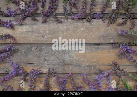 Lavendel- und Salbeiblüten auf einem Holztisch in Nahaufnahme. Horizontale Bretter aus dunklem, altem Holz mit violetten und blauen Blumen und Blättern rundherum. Immer noch lif Stockfoto