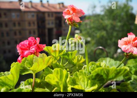 Rosa zonale Geranien auf der Fensterbank. Pelargonium peltatum ist eine Art von Pelargonium, die unter den gebräuchlichen Bezeichnungen Pelargonium grandiflorum bekannt ist. Cranesbil Stockfoto